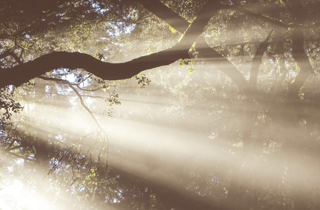 Sunbeams shining through branches of a tree