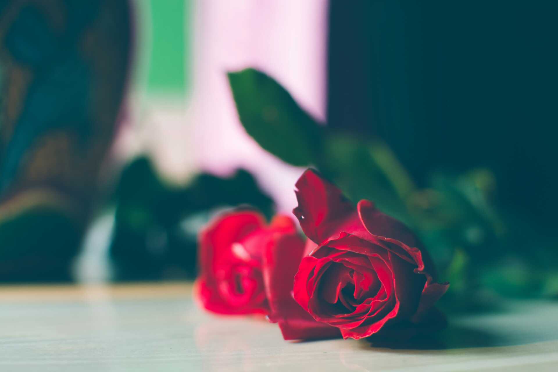 debashis rc biswas Eg5KA2 0lg4 unsplash Two roses laying on the ground