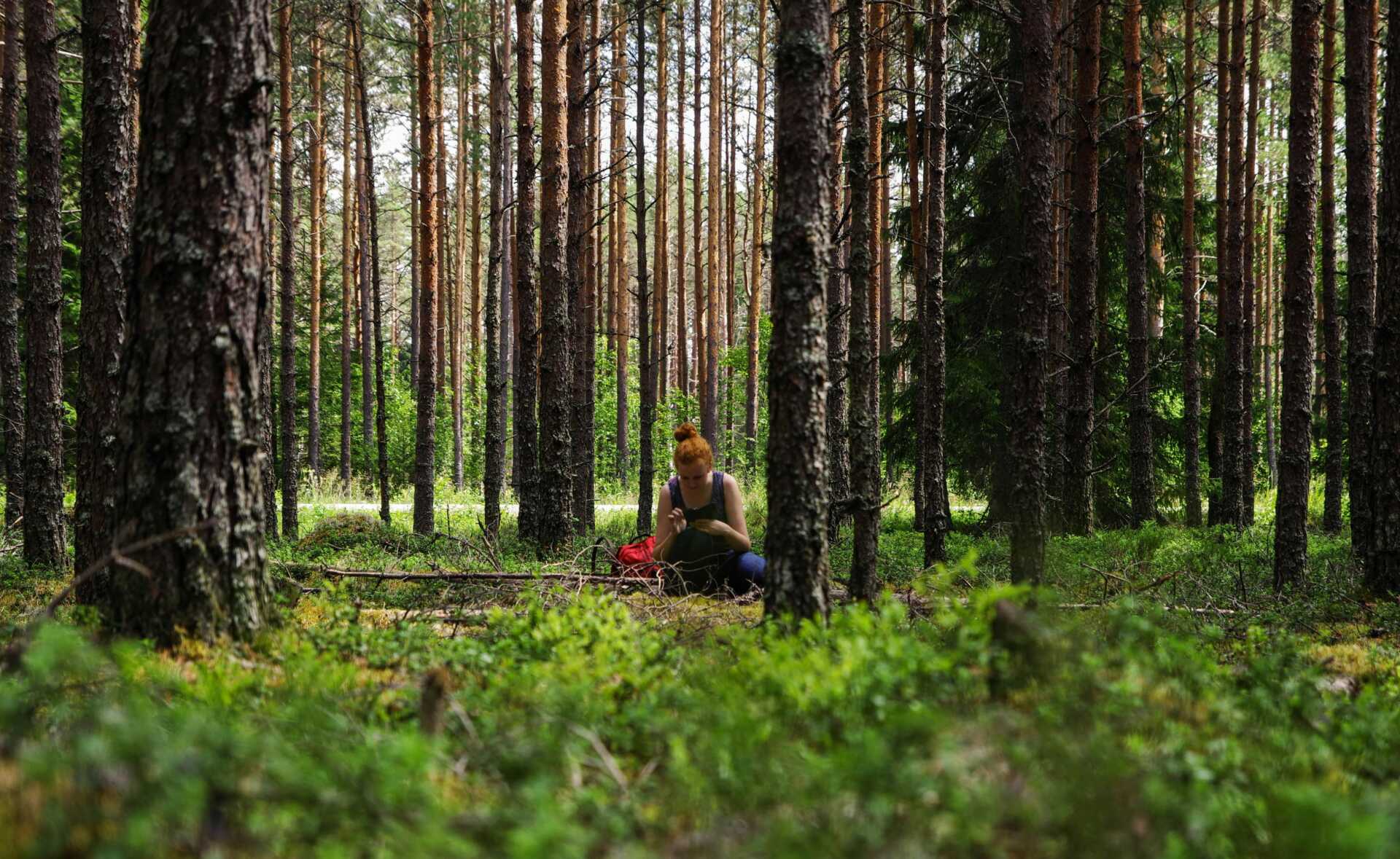 A woman sitting in a forest of trees