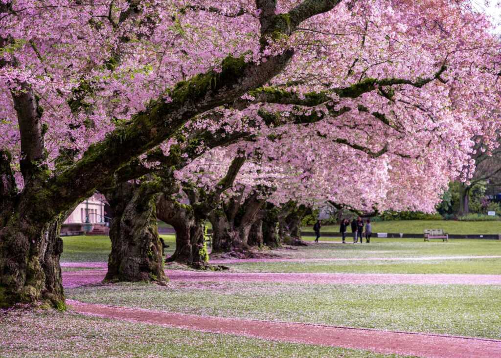 A row of cherry blossoms at UW, Seattle.