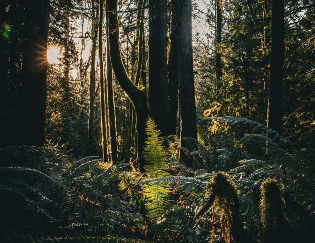 A beam of sunlight shining through a forest