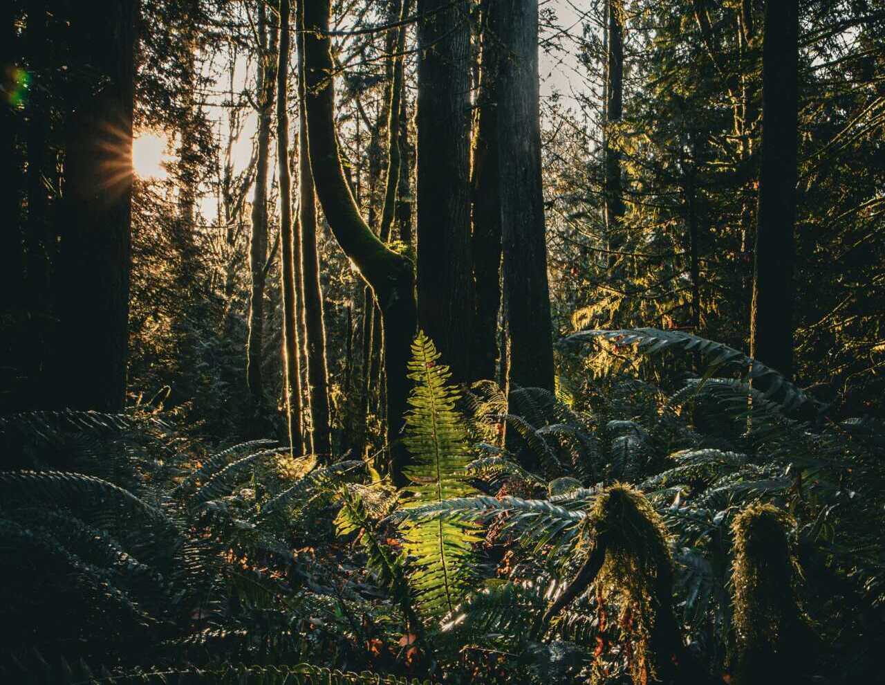 brice cooper t5x4GkB5OsM unsplash A beam of sunlight shining through a forest