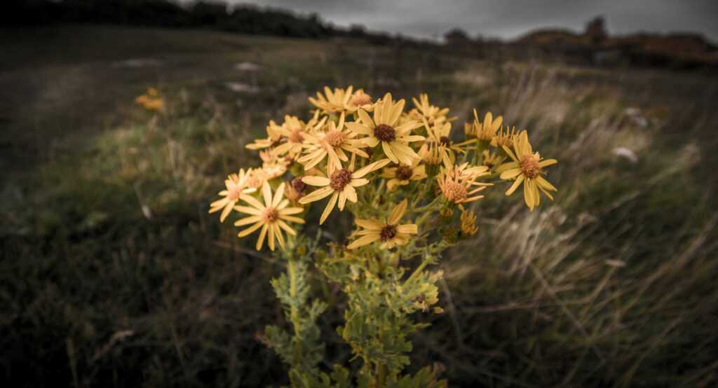 yellow wild flowers in focus with a grey field blurred in the background