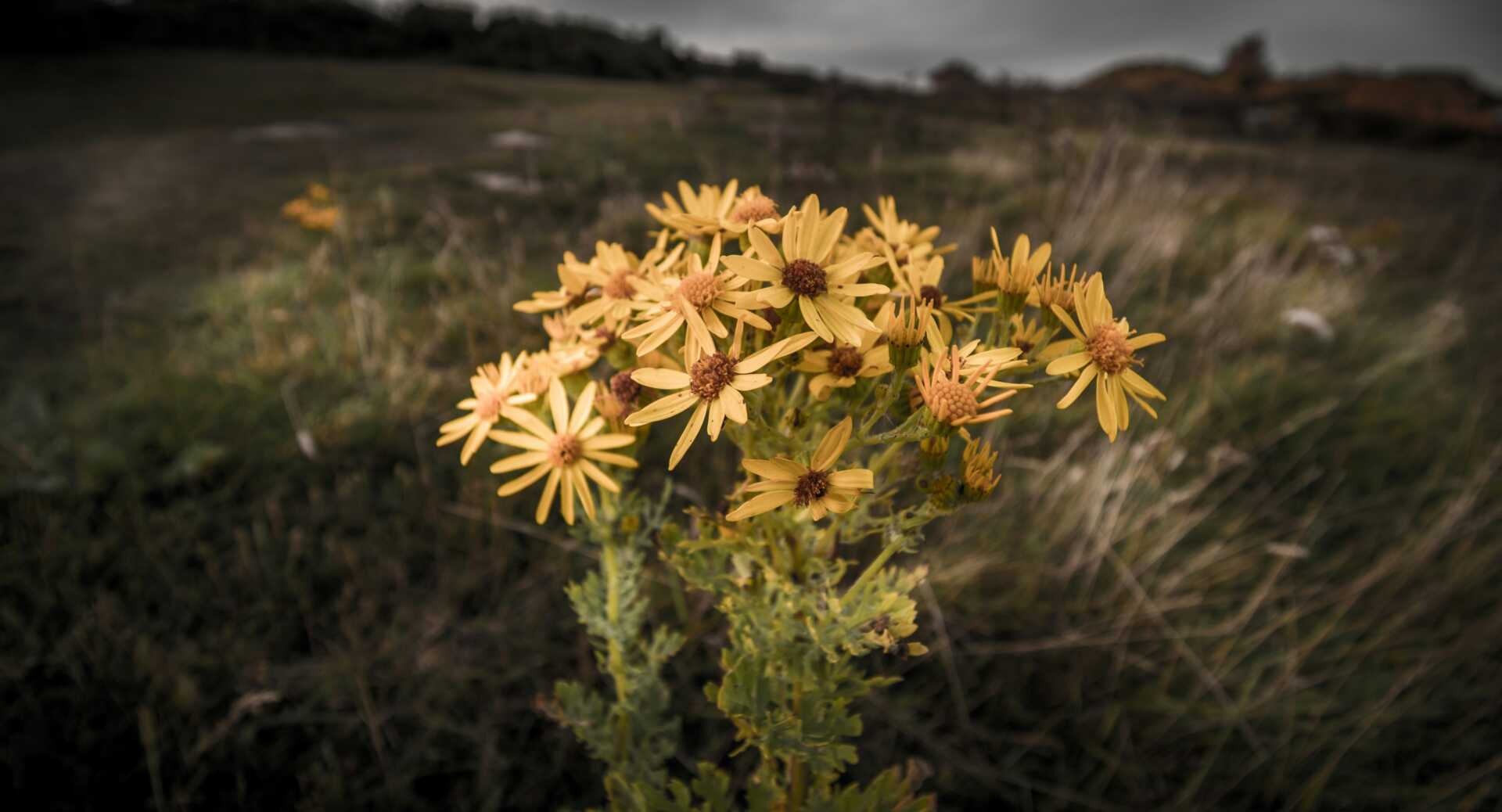 gabriel mihalcea 9 bvNvkdApI unsplash yellow wild flowers in focus with a grey field blurred in the background