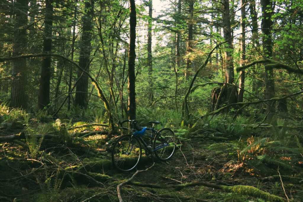 A bike sitting amongst a Washington green rainforest