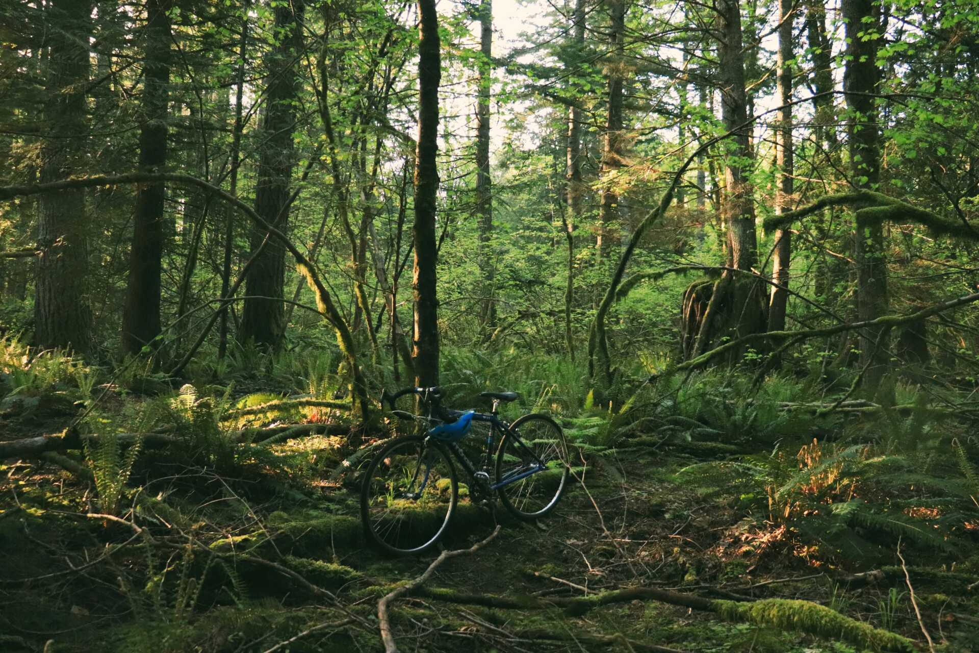 giuli canderle UNZAqGqdLsE unsplash A bike sitting amongst a Washington green rainforest