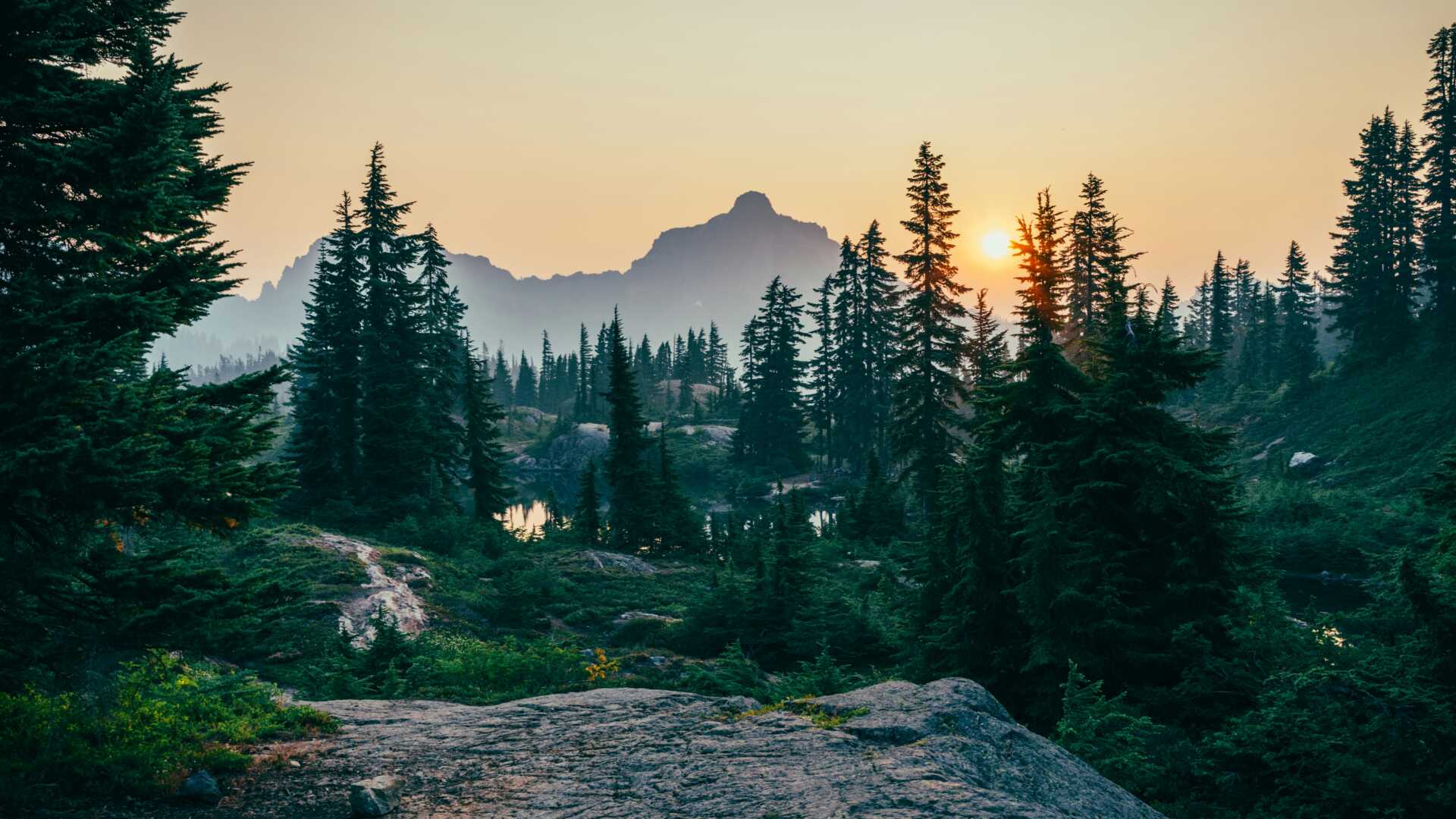 A sunrise in the forest