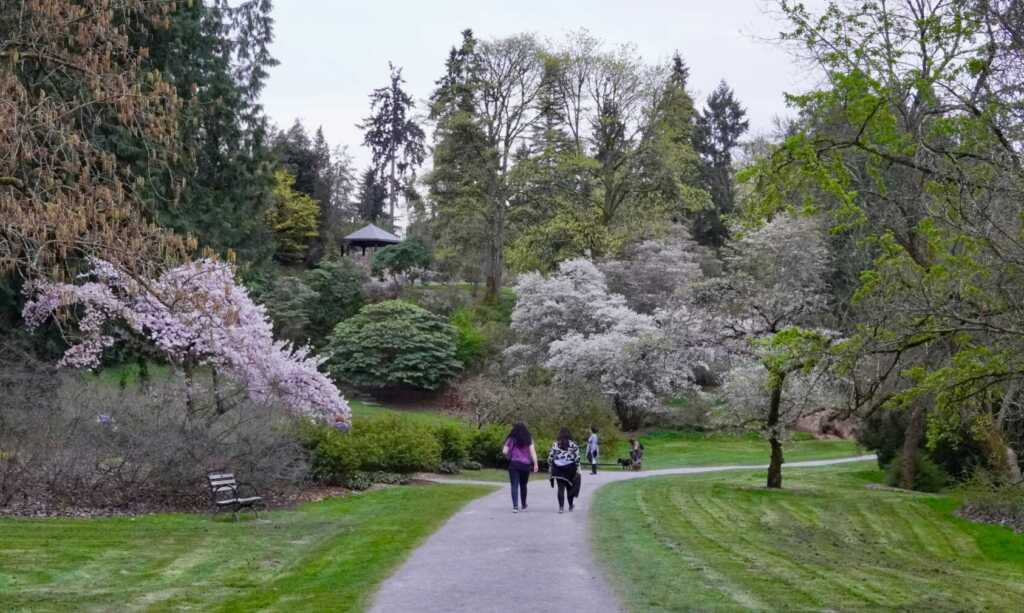 Cherry blossom trees in Seattle