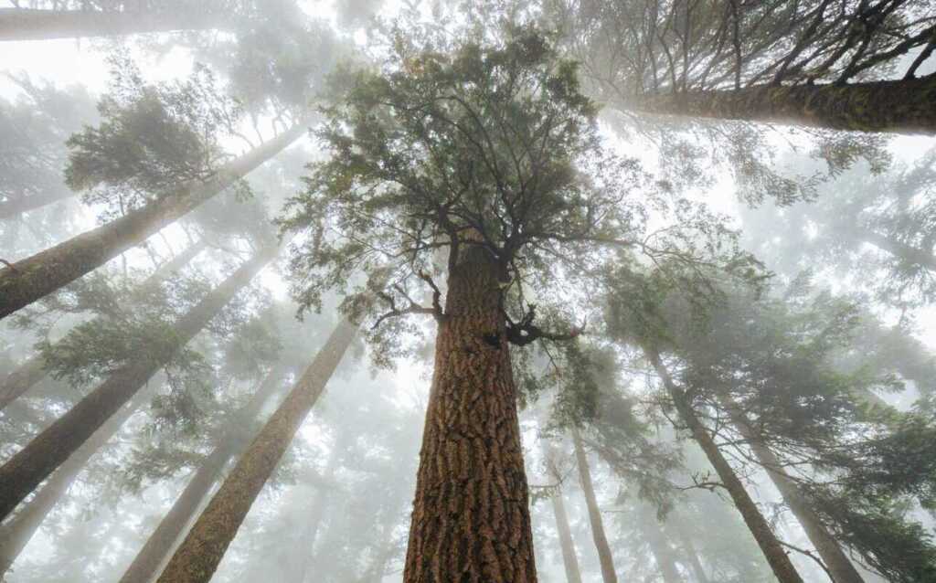 A view looking up at tall trees in the fog