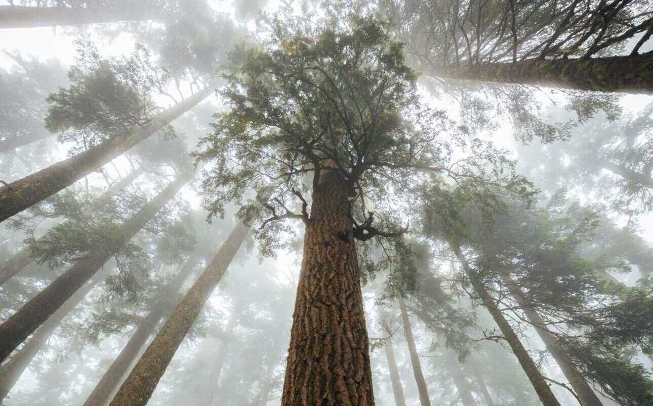 dave hoefler rw2sFOdBszI unsplash A view looking up at tall trees in the fog