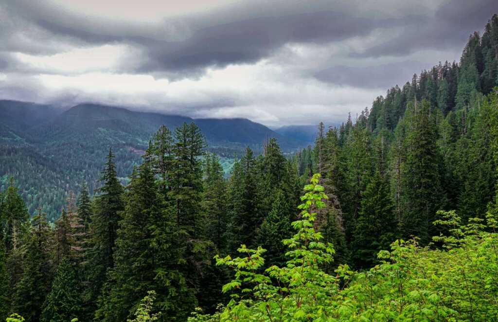 A hill full of trees with a mountain in the background under a grey cloudy sky