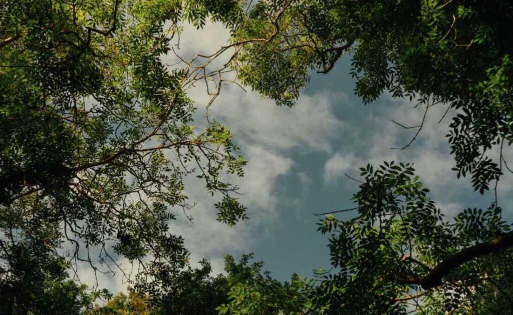 Looking up at the sky through trees
